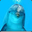 ugly_dolphin
