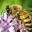 bee bread