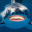 Smilling Shark