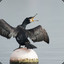 Cormorant