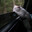 Great大 White白 Cat猫