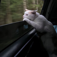 Great大 White白 Cat猫