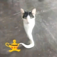 culto gato gênio