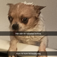 Rockdaniel