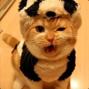 I am a tiger