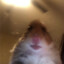 Horny der Hamster