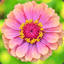 Zinnia