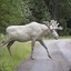 ALBINO ÄLGEN