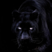 bagheera