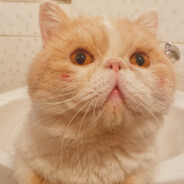 毛毛永远的家人