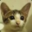 catbig9029612