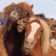 Krispy - steam id 76561197961799770