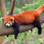 LesserPanda