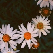 苞米地里吃过亏