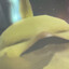 fat chocobo