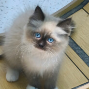 要来训练场看我击靶吗？