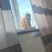 Ne1ZVesteN - steam id 76561199277009669