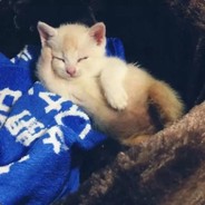 传说的哈士丶菜