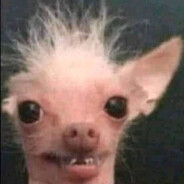 Rotten dog