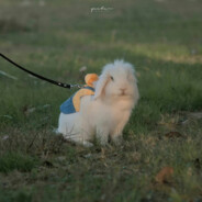 达达利亚小娇妻