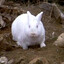 Evil EasterBunny