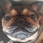 AngryBuchik