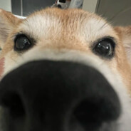 辜负真心的人吞一万根