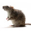 rat's avatar