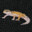 Gecko's avatar