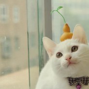 四川第一白嫖王