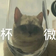 房里灵活的猫
