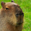 Capybara