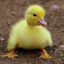 Ducky