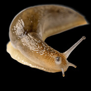 EnglishSlug