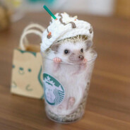 Hedgieccino