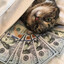 KALSH_