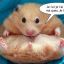 Hamtaro