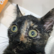 retardado fudido games (gamer)