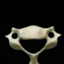 C6 vertebrae