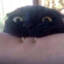 Snake Cat