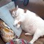 Samuel the fat sleeping cat