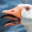 BenTheGoose