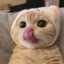 kedi