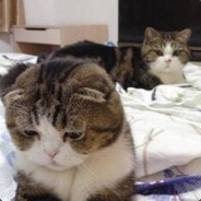 抬不起头的老张