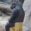 ape