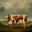 HIGH YIELD CATTLE