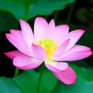 灰崽，请把菜单装在你的脑子里