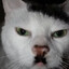 Kitler