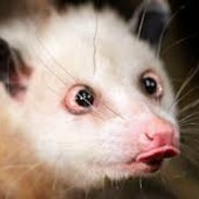 Straight Opossum