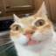 Catcronic